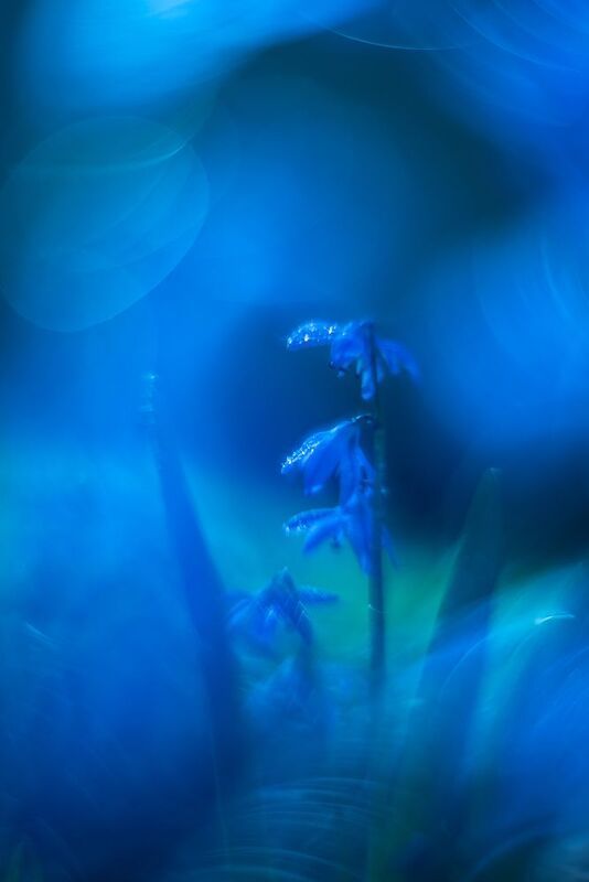 пролеска, синий, боке, блики ***photo preview