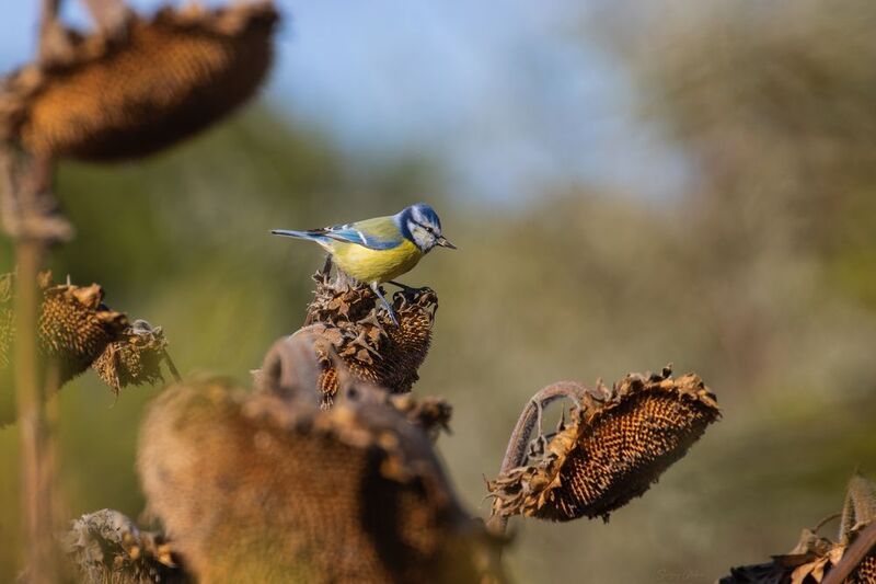 Когда есть, что поестьphoto preview