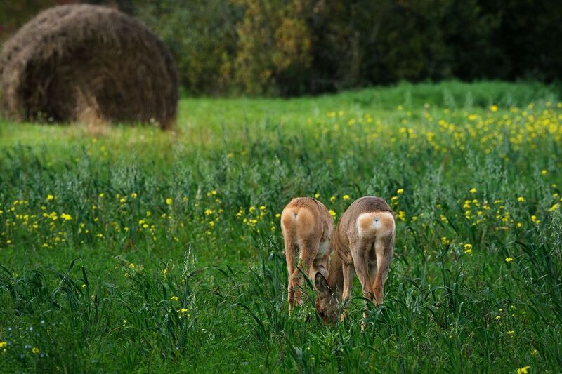 Интимный пейзажphoto preview