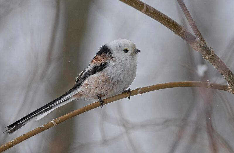 синица, ополовник, птицы, весна, лето, осень, фотоохота Длиннохвостыйphoto preview