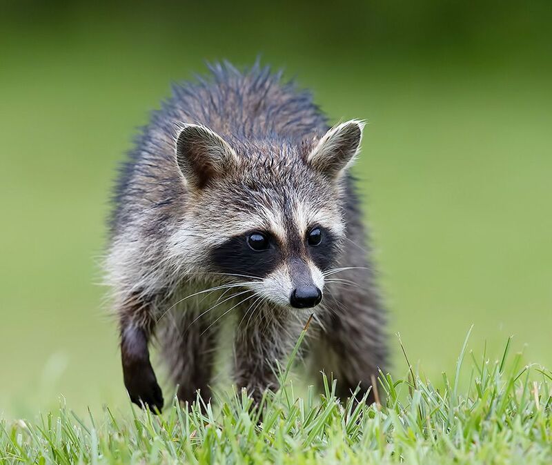 енот обыкновенный, енот-полоскун, raccoon, енот, дикие животные, животные, animals Young Raccoon. Малыш - Енот-полоскунphoto preview