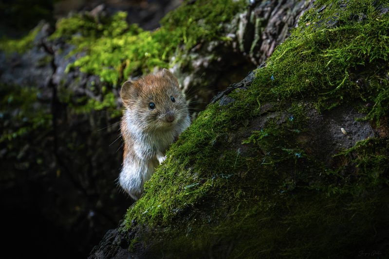 Любопытный мышонокphoto preview