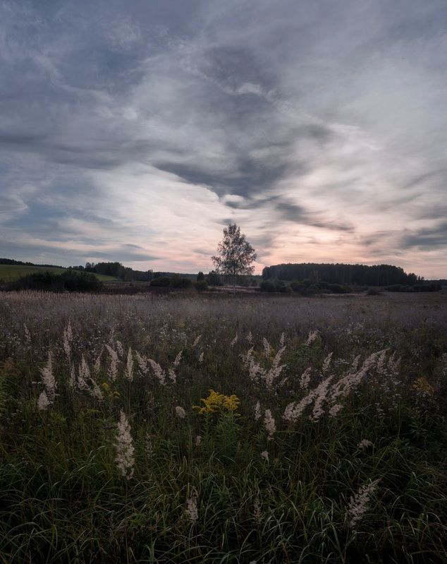 лес, свет, утро, природа, вечер ***photo preview