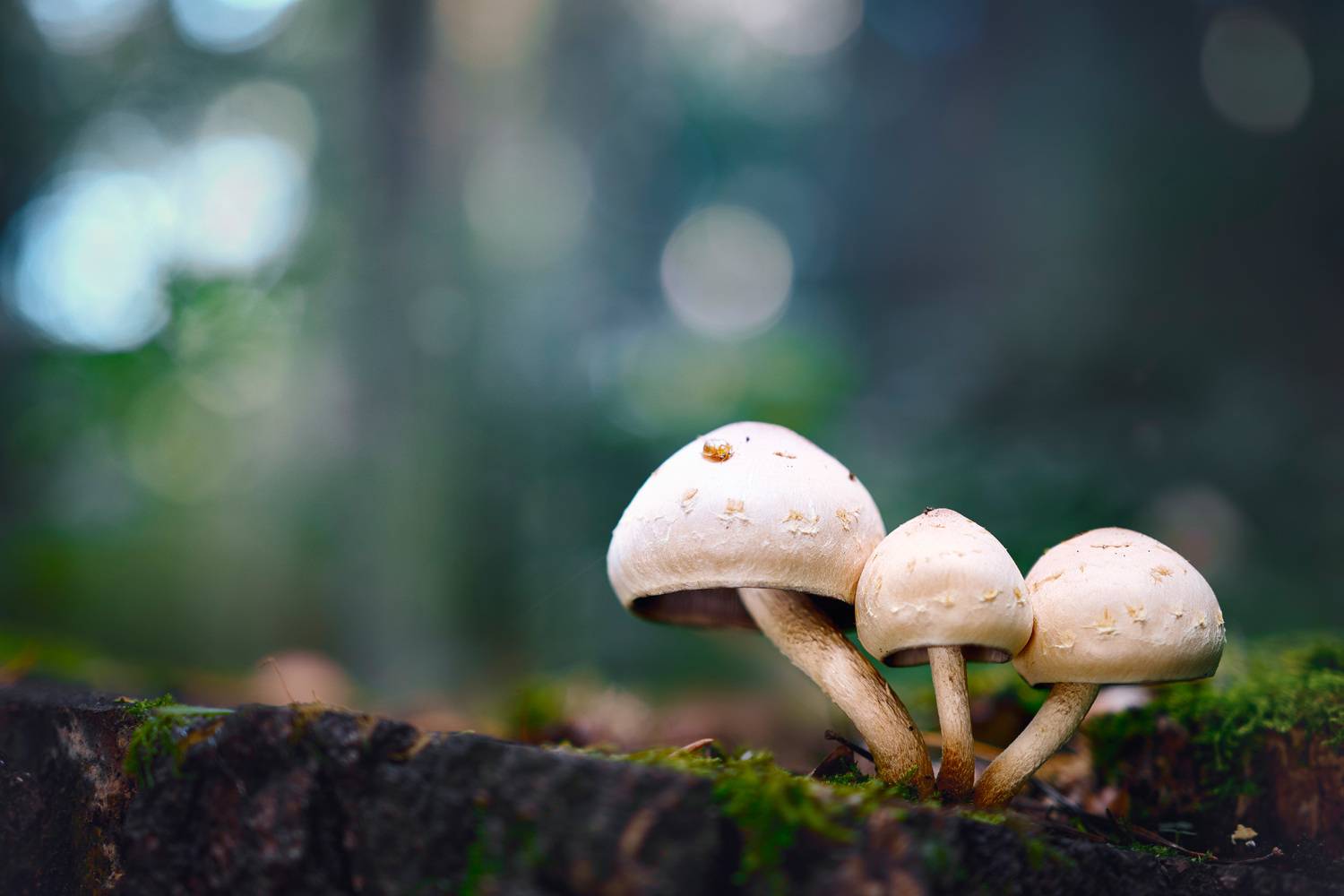 Грибок. Автор: Валерий Вождаев грибы, лес, Валерий Вождаев