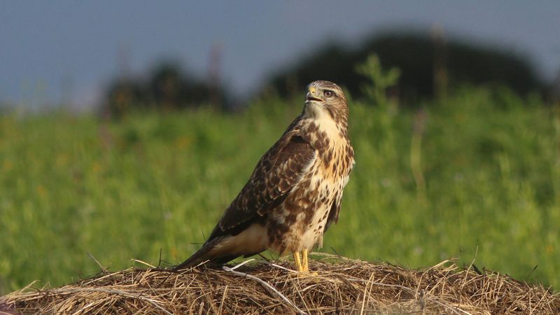 обыкновенный канюк, канюк, сарыч, buteo buteo, common buzzard, buzzard Хорошо на солнышкеphoto preview