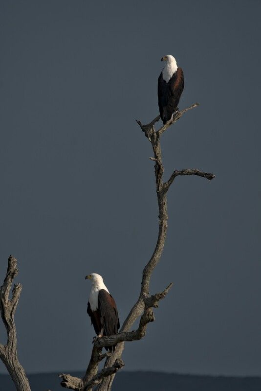 Стражи саванныphoto preview