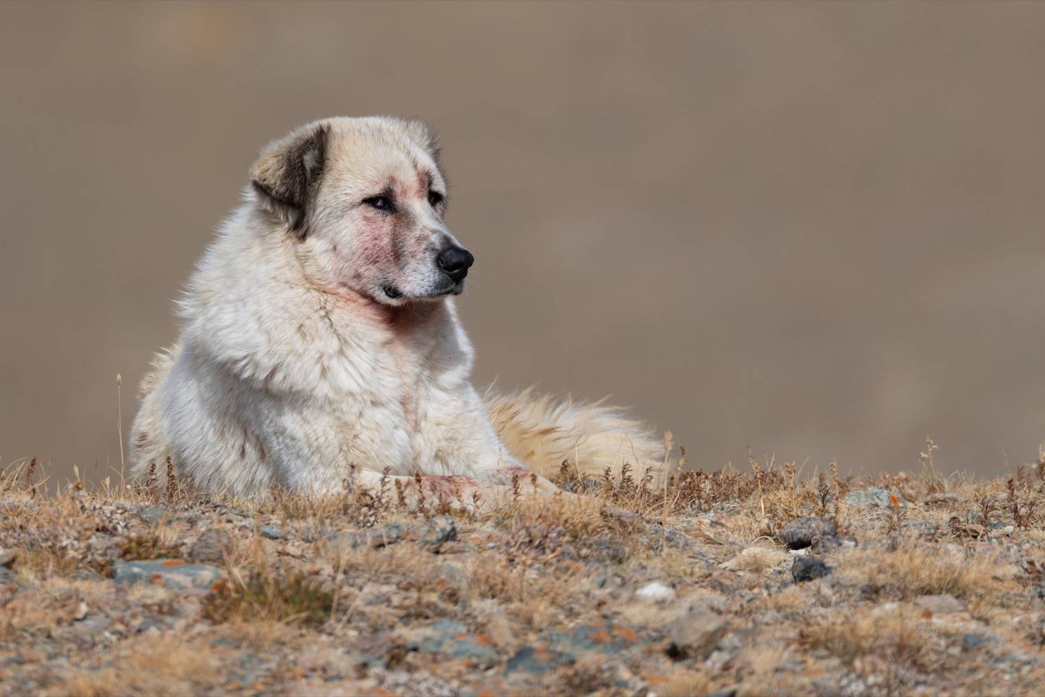 собака, алтай, Ruslan Pl