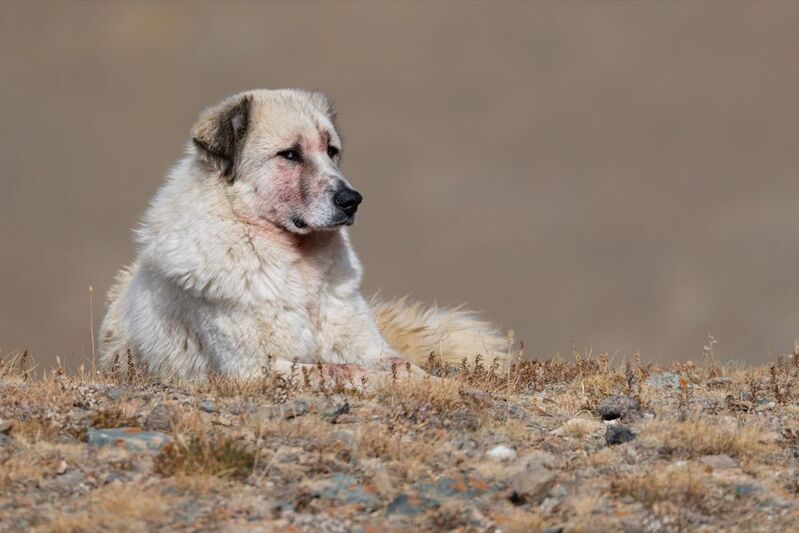 собака, алтай Пастухphoto preview