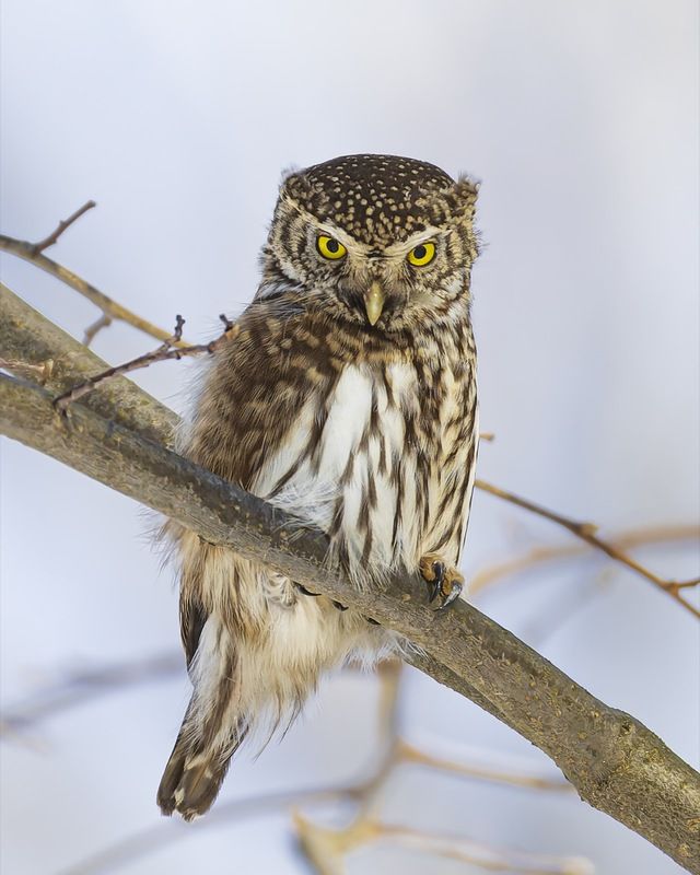 воробьиный сычик, воробьиный сыч, сова, птицы,, красная книга photo preview