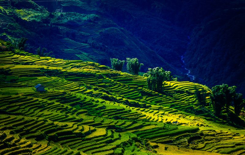 Dawn, Field, House, Lao Cai, Light, Mountains, Northwest of Vietnam, Rice, South east asia, Sun, Sunlight, Sunrise, Sunset, Tree, Vietnam, Y Ty The house in field Y Typhoto preview
