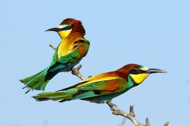 Bee-eater Talesphoto preview