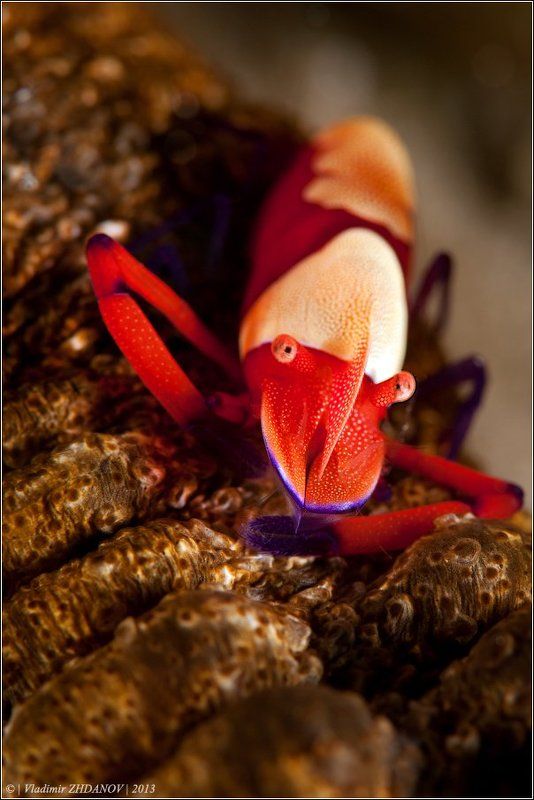 Императорская креветкаphoto preview