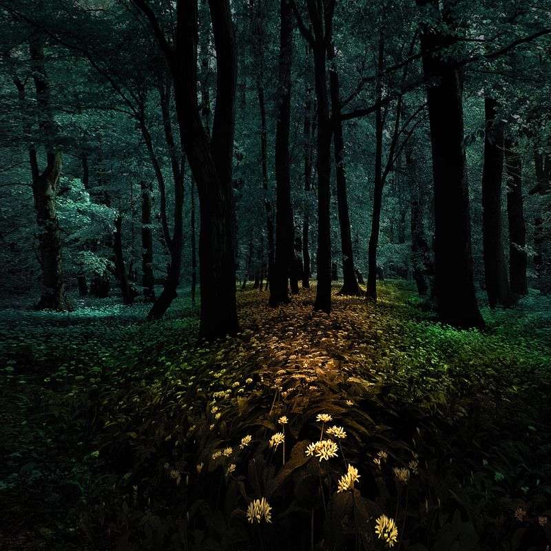 Forest of wishesphoto preview