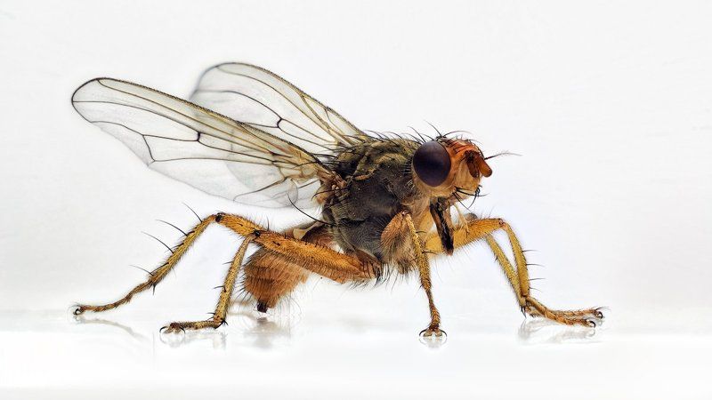 Крылья, Лапы, Муха, Насекомое Опытный образецphoto preview