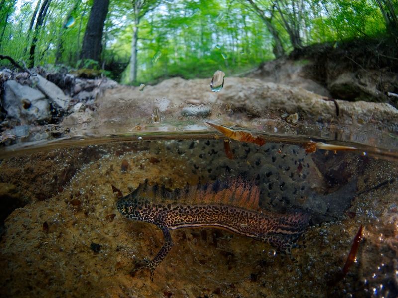 Весна, Икра, Кавказ, Малоазиатский тритон, Размножение Малоазиатский тритонphoto preview