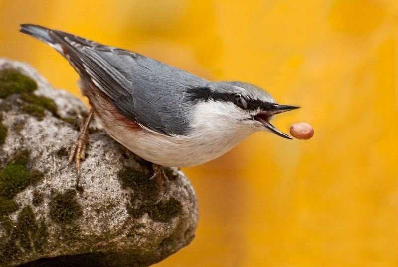 Камень, Поползень, Птица Не спать!photo preview