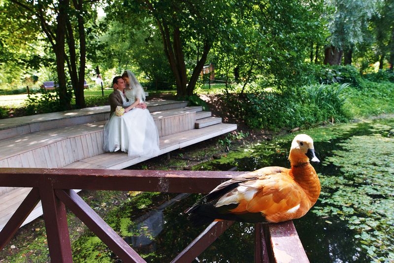 wedding, свадьба 54photo preview