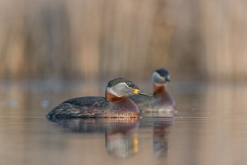 aves, birds, grebes, podiceps, podiceps grisegena, ptaki, red-necked grebe, perkoz rdzawoszyi Red-necked Grebe фото превью
