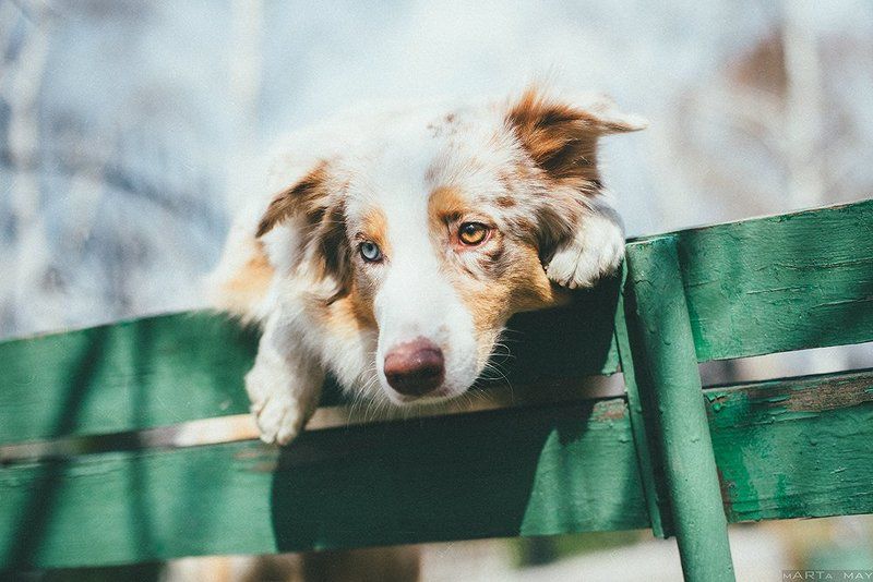 собака, австралийская овчарка Моллиphoto preview