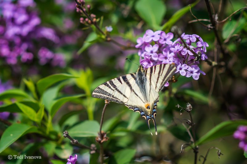 Macro Макроphoto preview