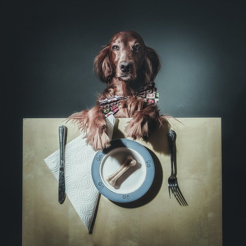 животные, собака, сеттер, ирландский, завтрак, обед, ужин, еда, арт,  Бизнес ланчphoto preview