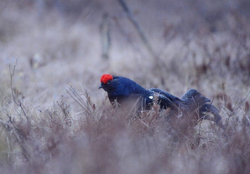 Тетерева на болотах фото превью