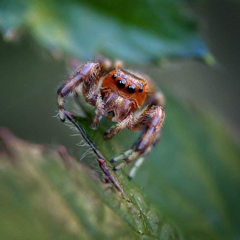 Паук-скакунphoto preview