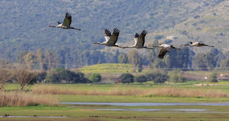 Заповедник Хулаphoto preview