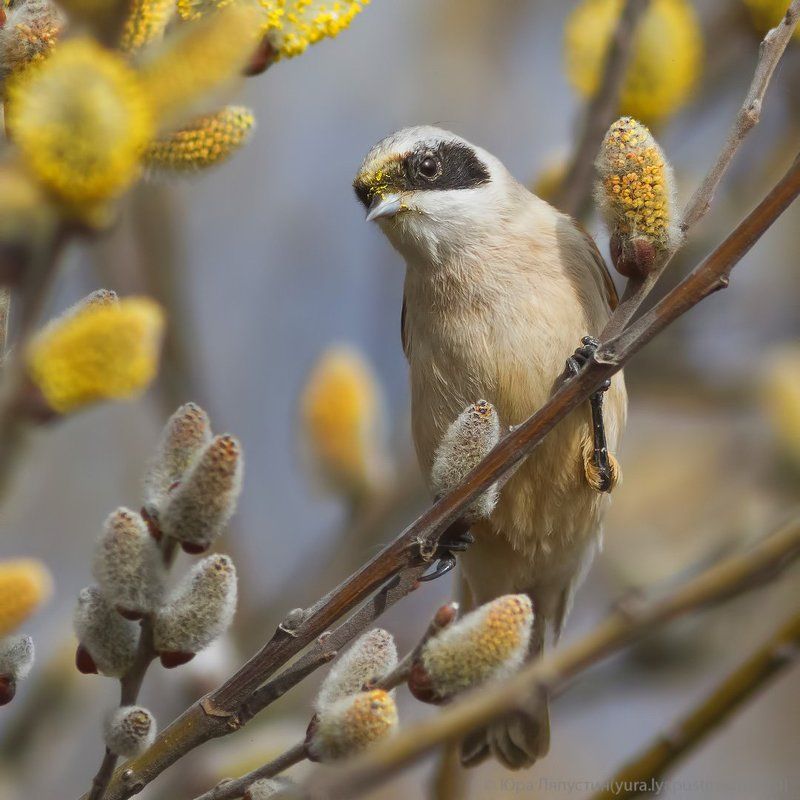 Верба, Ремез Ремез на вербе.photo preview