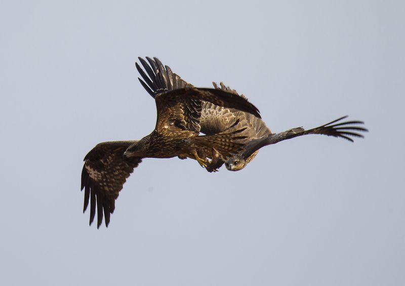 подглядывающийphoto preview