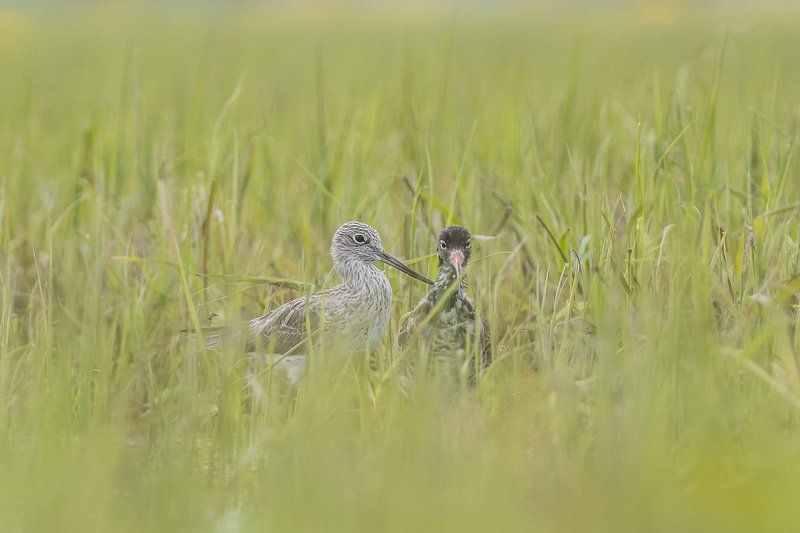 aves, birds, common greenshank, ptaki, tringa nebularia, kwokacz Common Greenshank фото превью