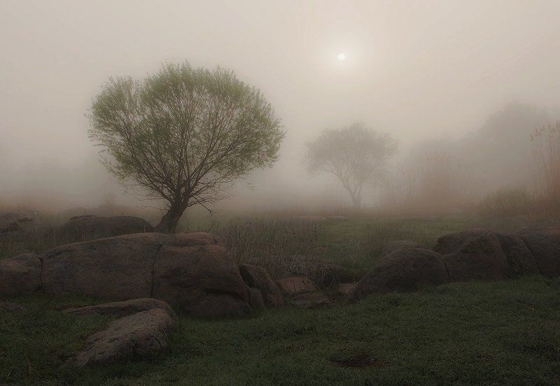 Утро. Туман. Деревья. Утро Бугского Гарда.photo preview