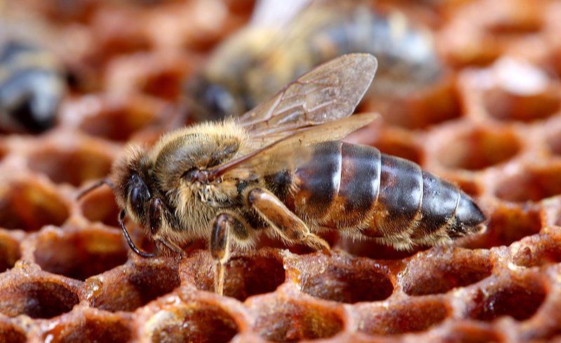 Главная пчелаphoto preview