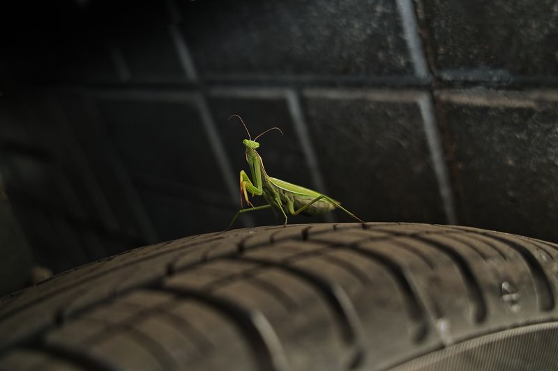 bug, auto, car, macro, wheel, mantis, religiosa, insect, beetle, green, protector, tire, tyre, black, travel, rubber, stone, pavement, roadway, street, road, greeting, live, portrait, yellow, predator, foveon, sigma, dp2, 50mm Hello!photo preview