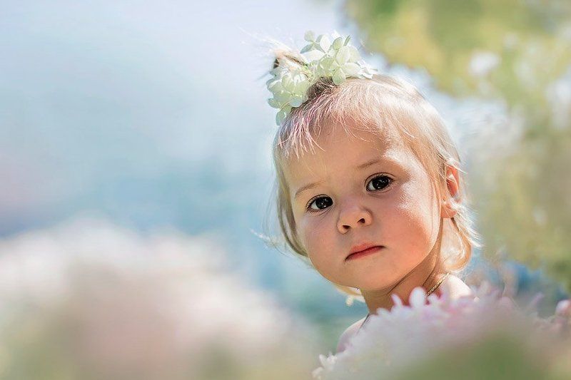 Гортензияphoto preview