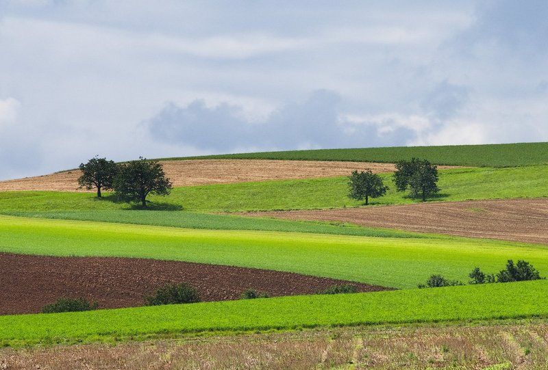 швейцария, поле, облака, деревья, swiss, switzeland, clouds, trees photo preview