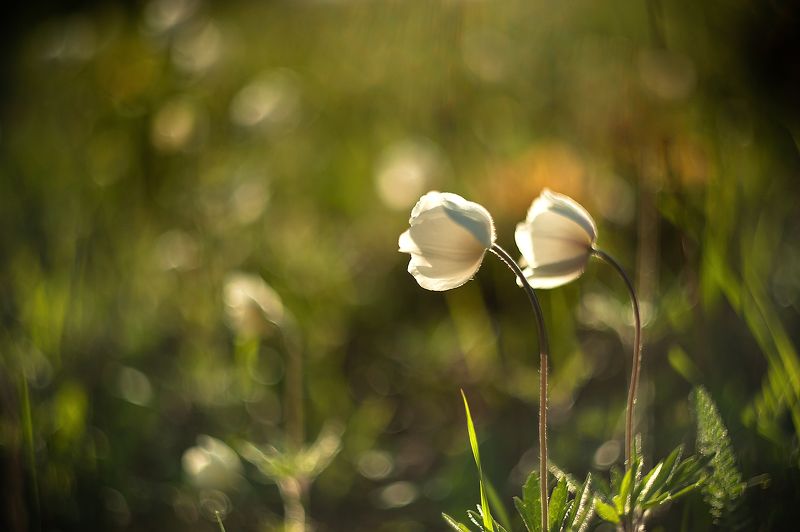 Мы - нежное эхо друг друга...photo preview