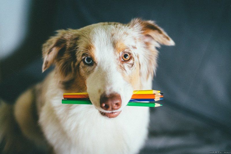 собака, карандаши, художник, австралийская овчарка Пора рисовать!photo preview