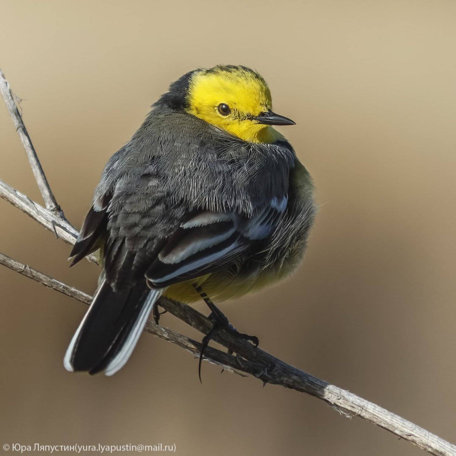 Yellow wagtail.. Автор: Ляпустин Юра Желтоголовая трясогузка, Ляпустин Юра