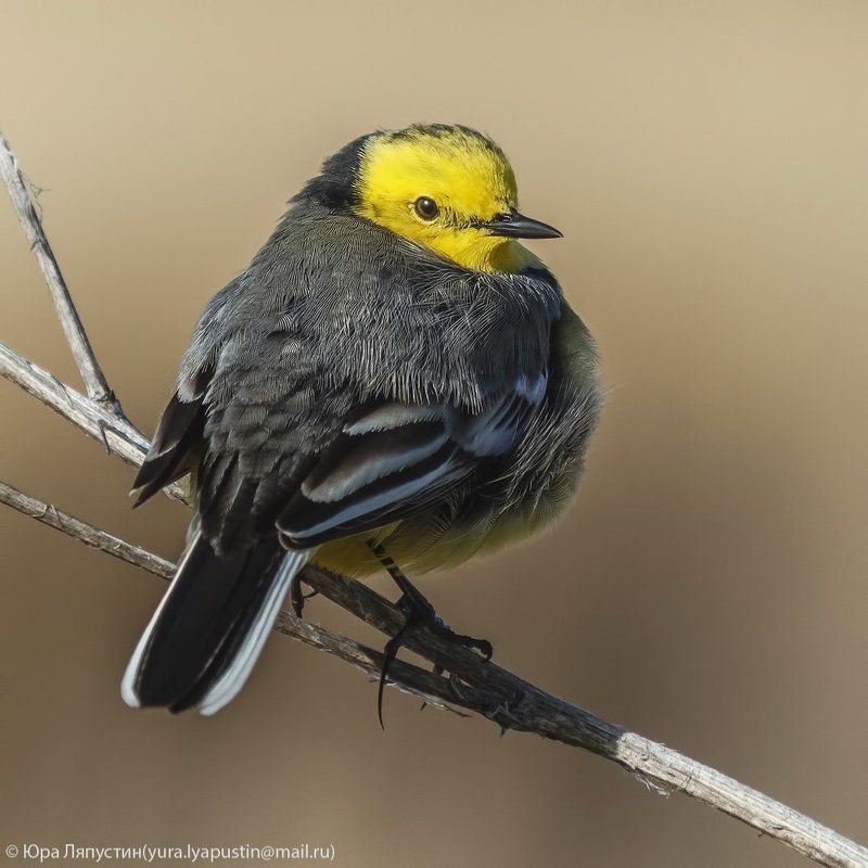 Желтоголовая трясогузка Yellow wagtail.photo preview