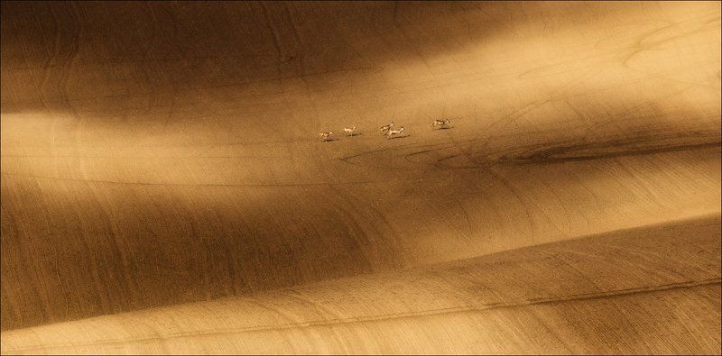 south moravia, south moravian, моравия, чехия, южная моравия / Весна в Южной Чехии /photo preview