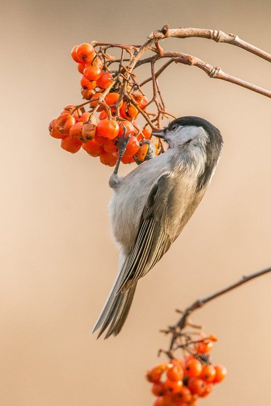 aves, birds, ptaki, poecile montanus, czarnogłówka Poecile montanus фото превью