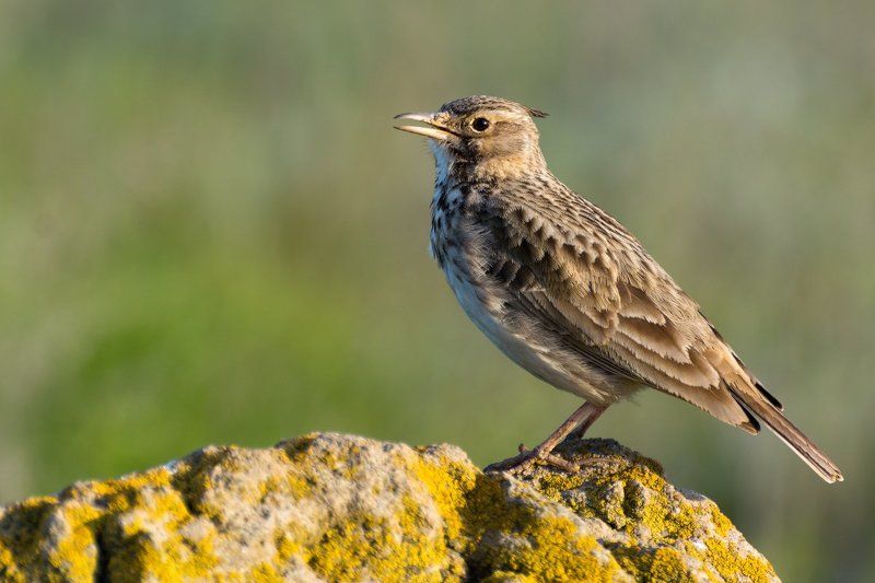 Жаворонокphoto preview