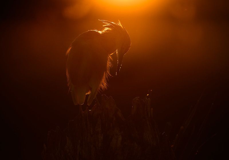 жёлтая, цапля Squacco Heron / жёлтая цапляphoto preview