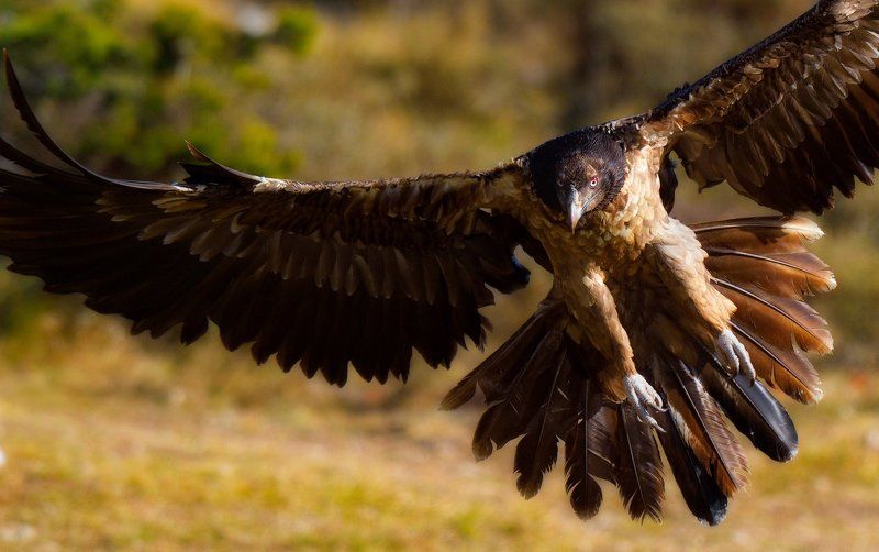 бородатыйphoto preview