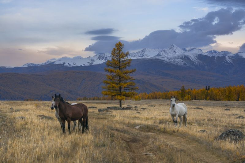 россия, горный алтай,осень, степь, горная степь, лошади, свободный выпас, утро Встреча в степиphoto preview