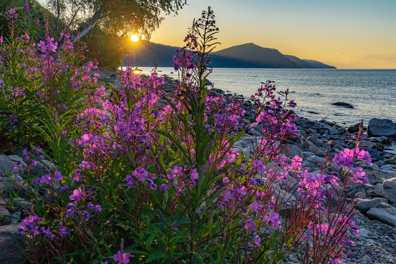 байкал, иван-чай Цветение Иван-чая на Байкалеphoto preview