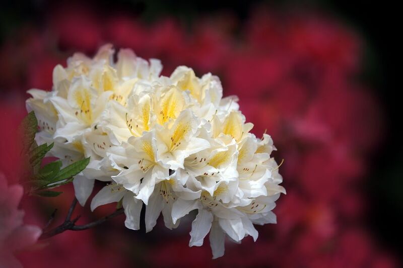 рододендронphoto preview