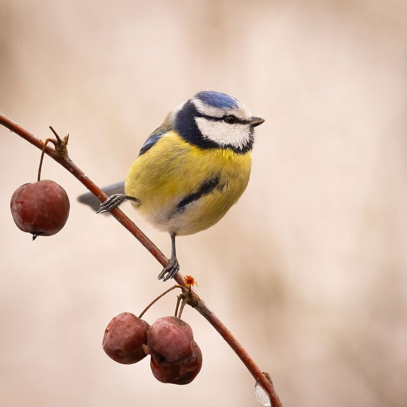 Titmousephoto preview