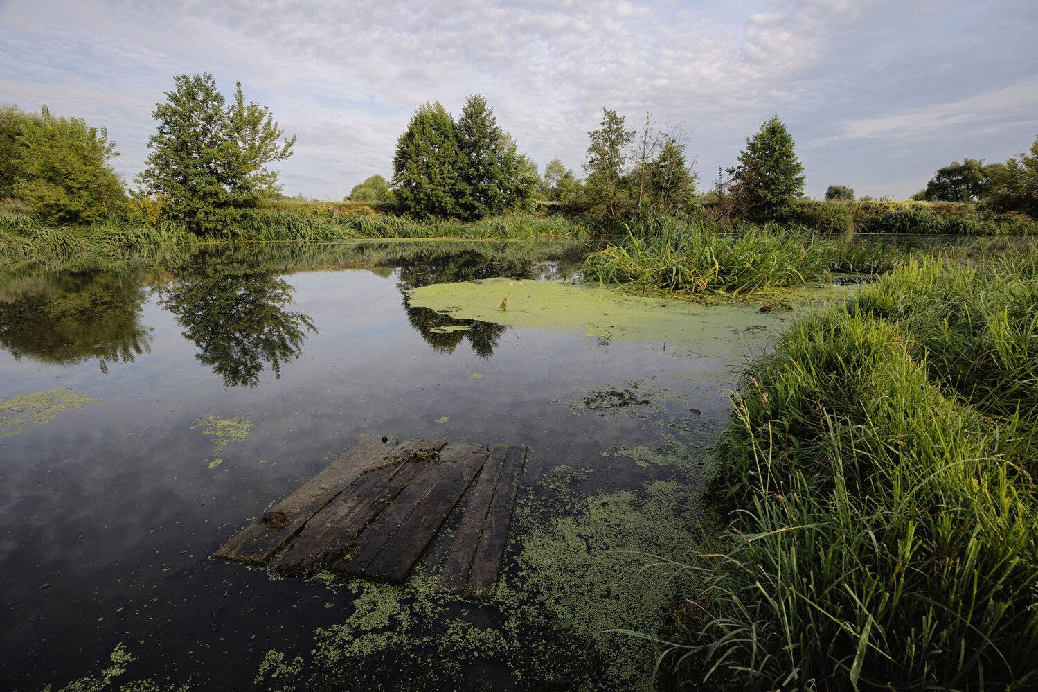 Утро.Август 2025.. Автор: Александр Бредихин , Александр Бредихин
